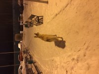 IMG_2232.JPG