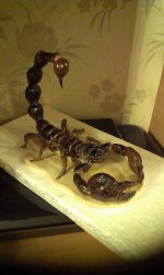 13220963_864978100274166_1086560018881499553_n.jpg
