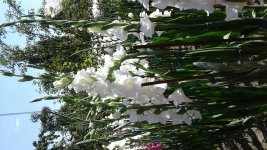 20170816_140158.jpg