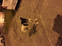 IMG_5219.JPG