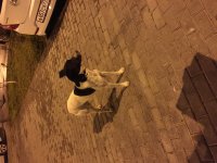IMG_5218.JPG